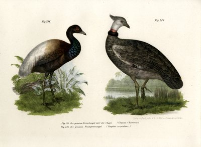 Chaja Bird by German School